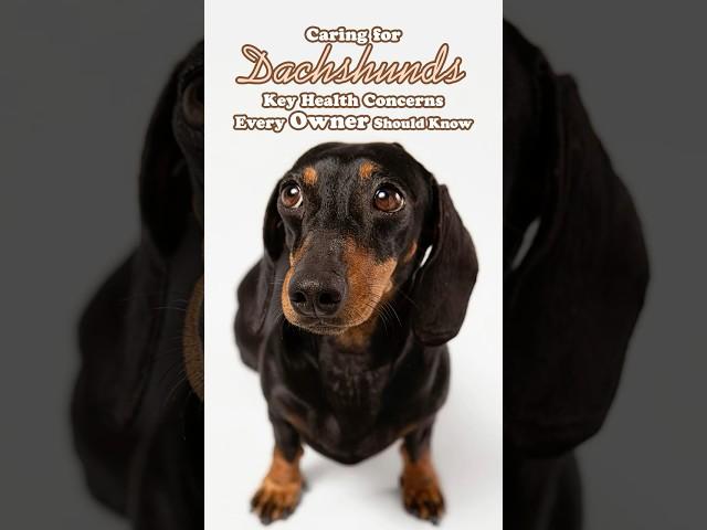 Caring for Dachshunds: Key Health Concerns Every Owner Should Know #dachshund #dogcare