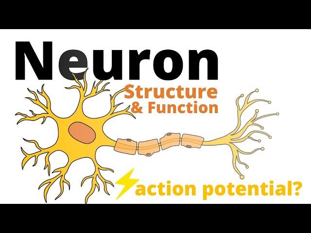 Structure and Function of a Neuron