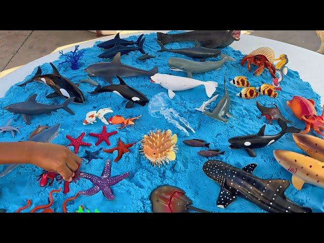 Jeremy Does Sea Toys On The Beach!  Sharks, Whales, Crabs, Fish and more Collection!