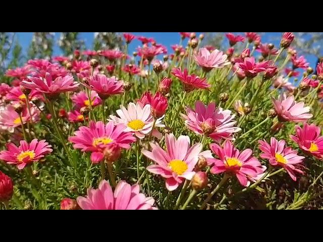 Beautiful pink daisies. Field of pink flowers. Sunny day.