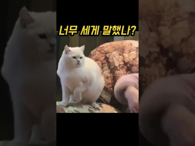 할머니에게 엄청난 경고를 한 냥냥이!