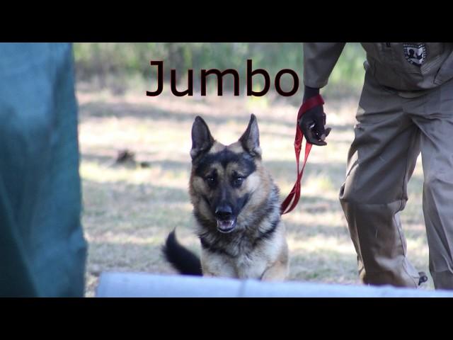 Jumbo DH4 Patrol Dog