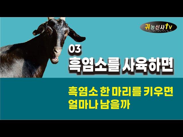 흑염소를 사육하면 03 한 마리당 얼마나 남을까  수익액과 수익율