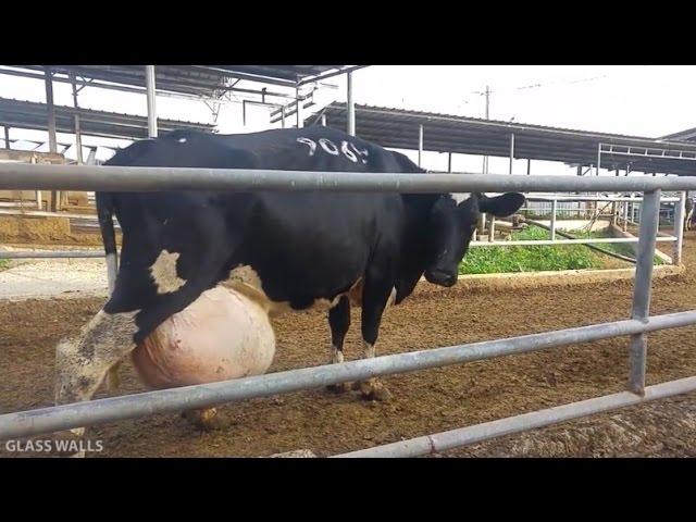 乳牛の心事誰人知 Got Misery? Cow's Milk | Dairy Products | Cheese