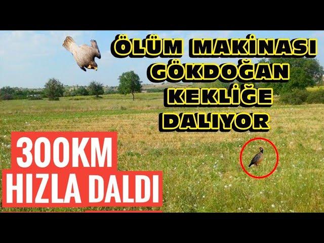 ÖLÜM MAKİNASI GÖKDOĞAN KEKLİĞİ HÜCRELERİNE AYIRDI