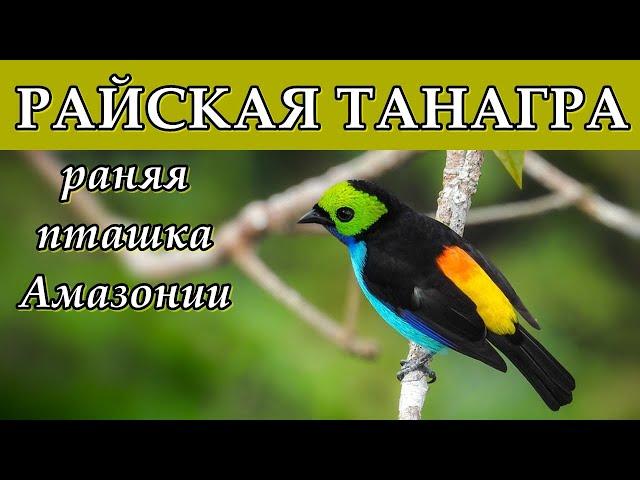 РАЙСКАЯ ТАНАГРА - Ранняя пташка Амазонии