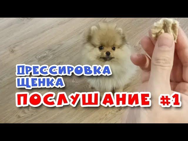  Дрессировка щенка.  Команда НЕЛЬЗЯ #1