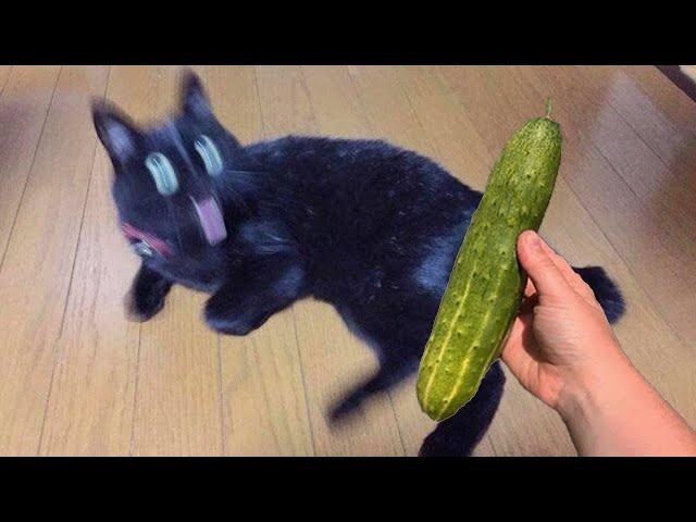 Cat VS Cucumber - Cute and Funny Cat MEMES【No.12】