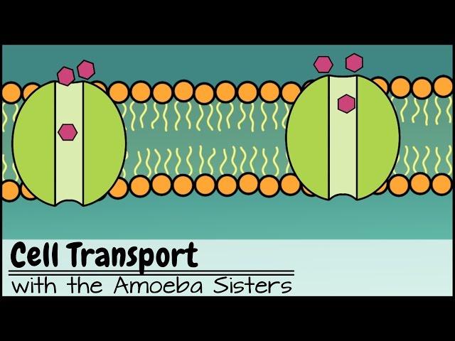 Cell Transport