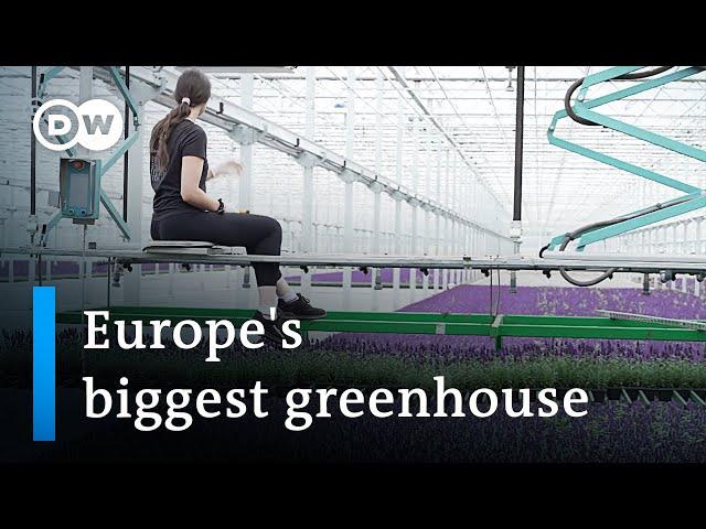 The cutting edge technology of Europe's biggest greenhouse | DW News