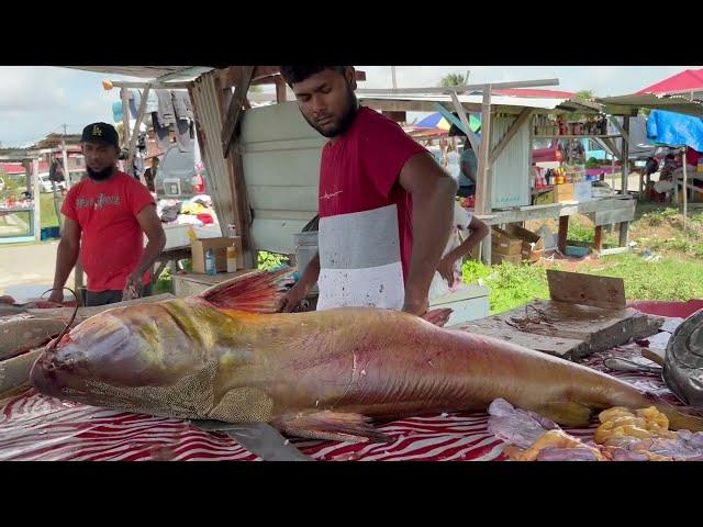 Monster  CAT FISH  Gillbacer .  # fish