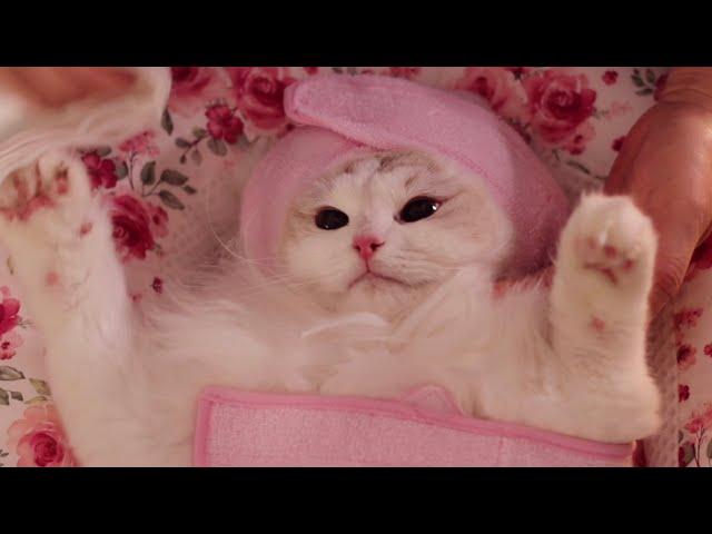 Cat Spa ASMR Part. 2 (Best medicine for quarantine depression)