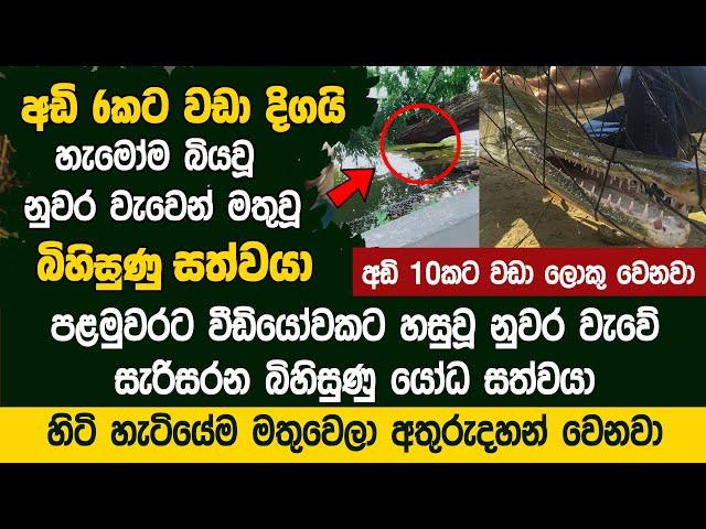 අඩි 6කට වඩා දිග සත්වයෙක් නුවර වැවෙන් මතුවෙයි?  | Giant Alligator Gar Kandy Lake