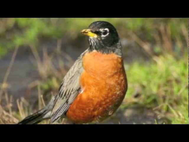 Al Jolson sings "When The Red Red Robin Comes Bob Bob Bobbin' Along"