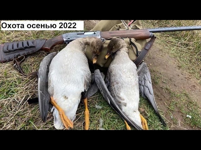 Охота осенью на утку, тетерева, гуся с подхода. Охота на гуся осенью с подхода 2022