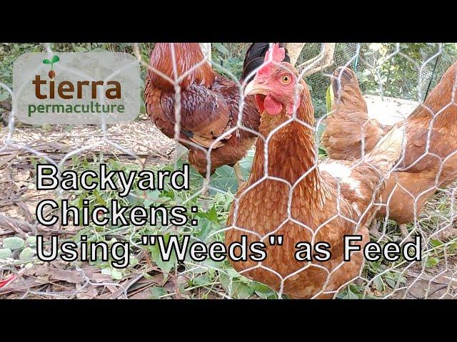 Backyard Chickens | Using "Weeds" as Feed