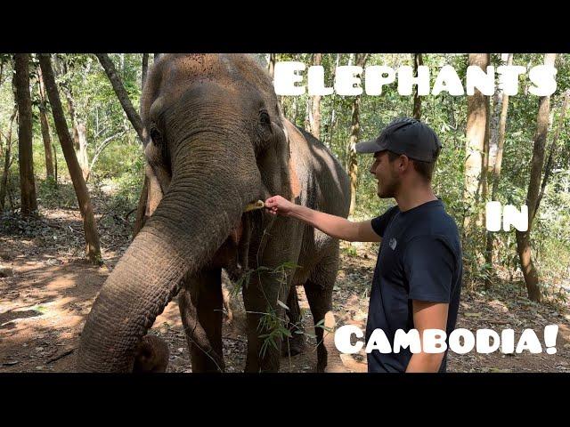 Elephants Are Amazing Animals! Ethical Elephant Tourism in Cambodias Mondulkiri Province