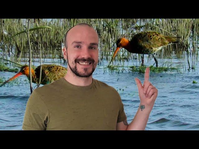 British Wildlife - WADING BIRDS at WWT Welney Wetland Centre