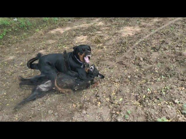 rottweiler dog attack video | rottweiler fight video | dog fight video @THEROTT