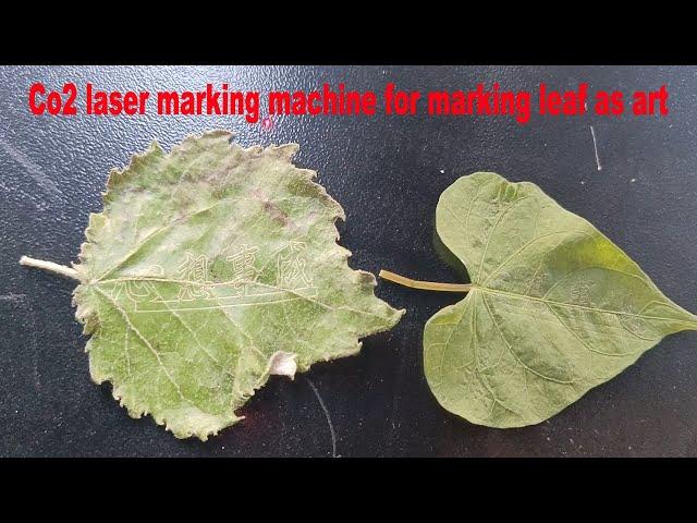 co2 laser marking machine to make figure on leaf from CHINA STARMACNC