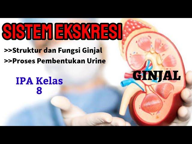 Human Excretion System | Kidney | Urine Formation - IPA Class 8