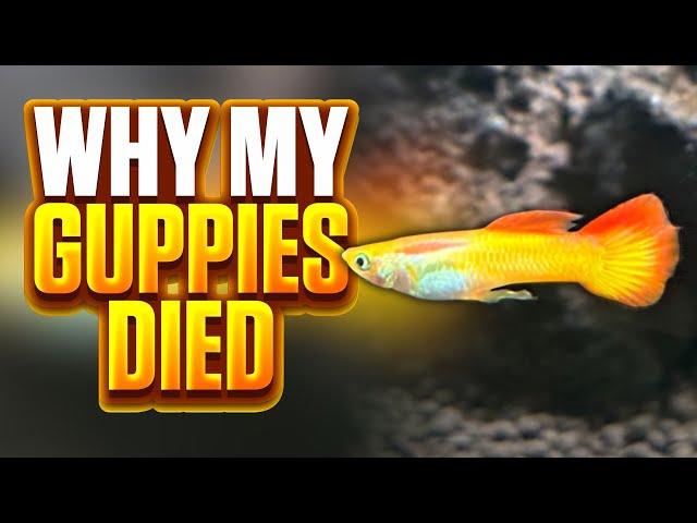 Why My Guppies Died - Avoid These Mistakes In Your Guppy Tank Setup!