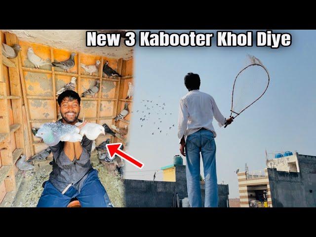 Aaj 3 Kabootar New Khol diye ️| Aaj 1 kabootar Bhag Gya 