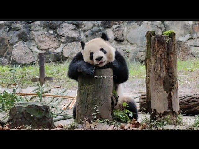 Giant Panda Le Le at Dujiangyan   大熊猫叻叻 @ 都江堰中华大熊猫苑之蝶泉园