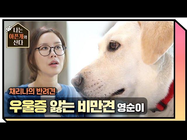 가수 채리나의 우울증을 앓는 비만犬 영순이 [나는 아픈개와 산다] 20200618