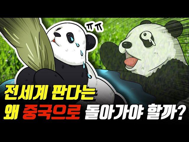 소련으로 보내진 판다 핑핑이와 중국의 '판다 외교'