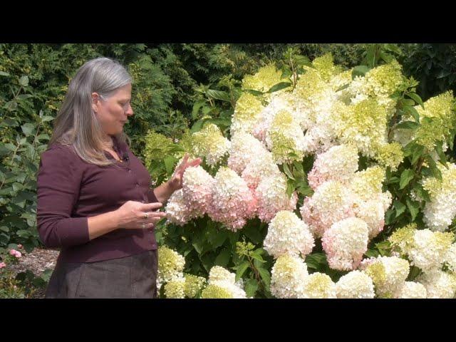 Which Panicle Hydrangea is Right For You? | Part One: Full-sized Hydrangeas