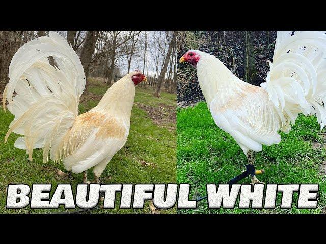 Beautiful White Birds Juan Acevedo Farm Kentucky | Farm Visit