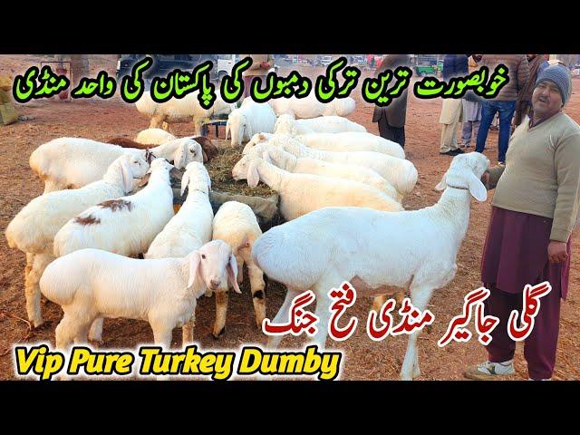 Gali Jageer Mandi Fatehjang Latest Update 28 December 2024 | Vip Pure Turkey Dumby