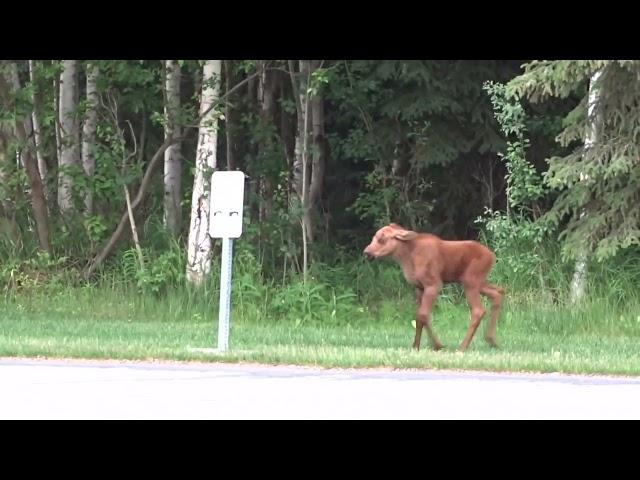 Baby Moose Tries To Charge For The First Time