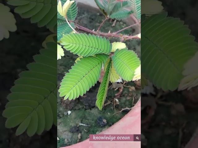 rare plant  pt.1 #knowledge #shortvideo