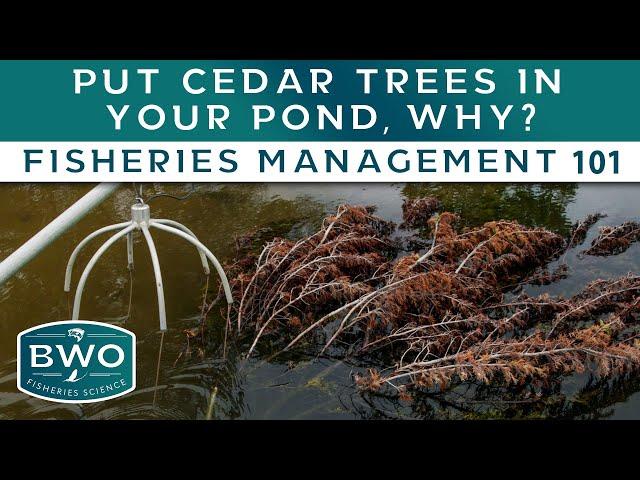 Put CEDAR TREES in your pond, why? - Fisheries Management 101