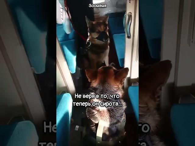 Хозяина уб#ли. Немец Бакс теперь сирота
