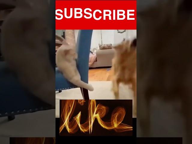 cat fails new fails video #shorts