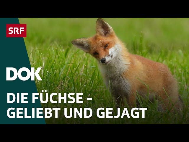 Alles für die Füchse – Ein Wildtier, geliebt und gejagt | DOK | SRF Wissen