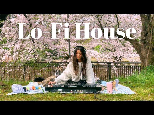 Relaxing Lo-Fi House Music Mix - Cherry Blossom Picnic Set in Tokyo