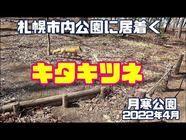 札幌市内の公園に居着くキタキツネ　月寒公園