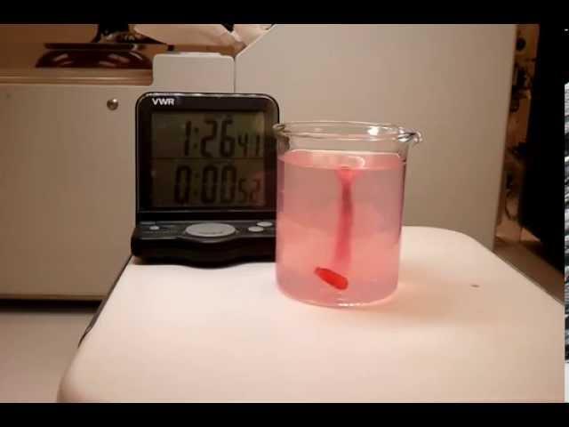 SNEDDS LOADED CAPSULE DISSOLUTION