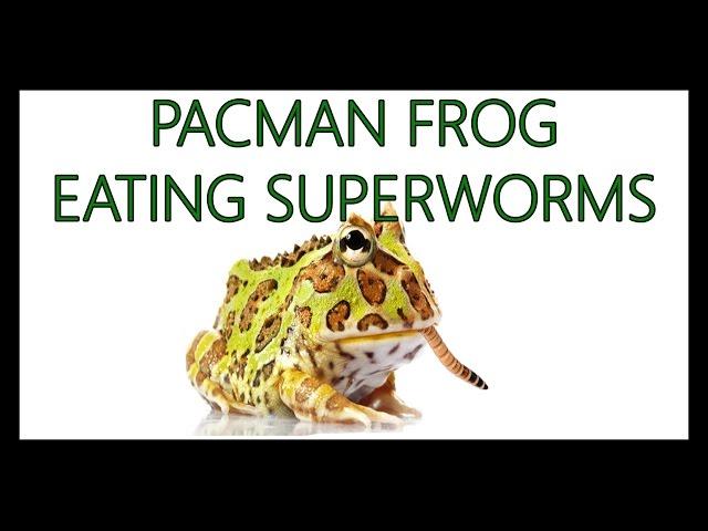 Pacman Frog eating superworms