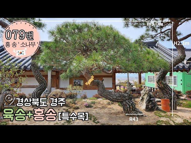 079번 ' 홍 송 ' 소나무 특수목 ㅣ 경상북도 경주시