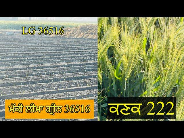 Wheat 222//222 ਕਣਕ ਨੂੰ ਅਖੀਰਲਾ ਪਾਣੀ//ਤੇਲੇ ਵਾਲੀ ਸਪਰੇਹ ਵੀ ਕਰਤੀ//SEERA DHILLON