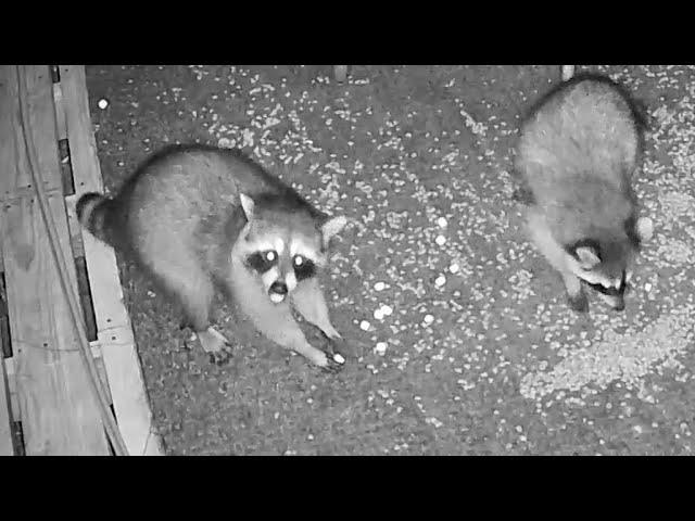 The Fuzzy Five Raccoon Family | Nocturnal Nuggets Sept 6 