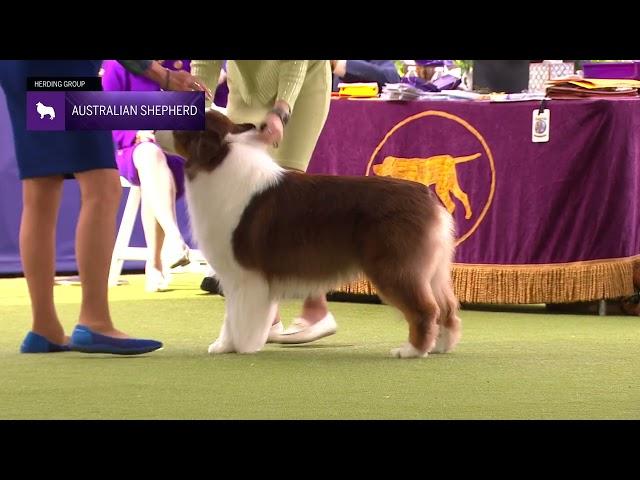 Australian Shepherds | Breed Judging 2024