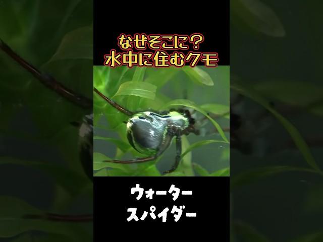 何故そこに？水中に住むクモ️       #ウソマジクイズ #ミズグモ#クモ #虫 #衝撃 #昆虫