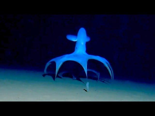 Marine Biologists Film a Mysterious Octopus on the Ocean Floor