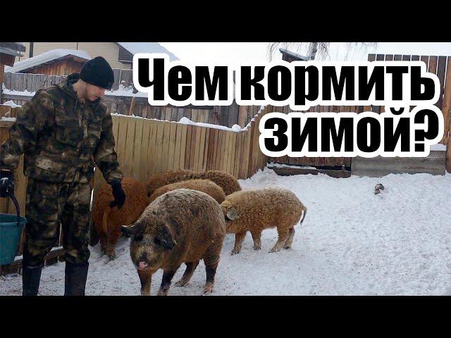 Чем кормить Мангалиц зимой? | Дневник ЛПХ